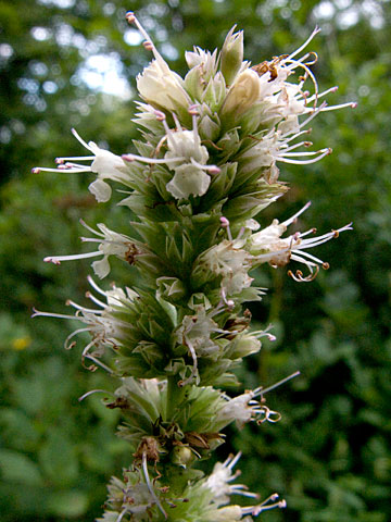 close flowers